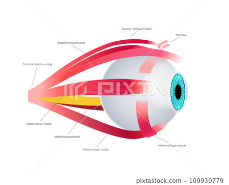 Extraocular muscles anatomy 109930779