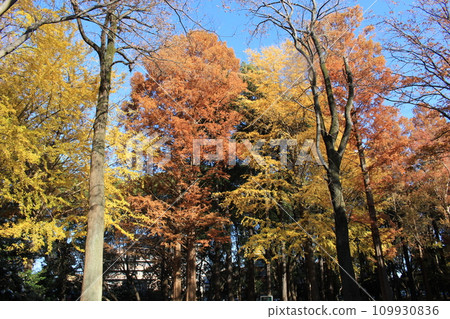 I walked in Kinuta Park I walked in Kinuta Park 109930836