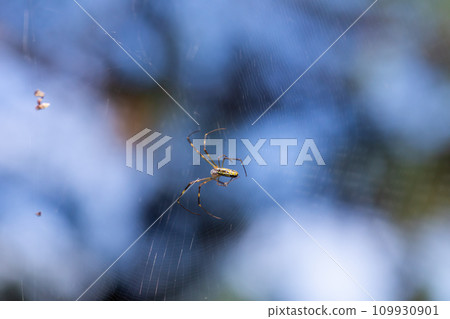 An ambushing spider 109930901