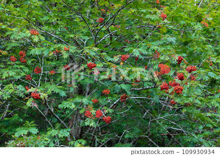 Rowan that bears fruit Rowan that bears fruit 109930934