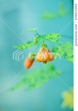 阿布蒂隆 109931093