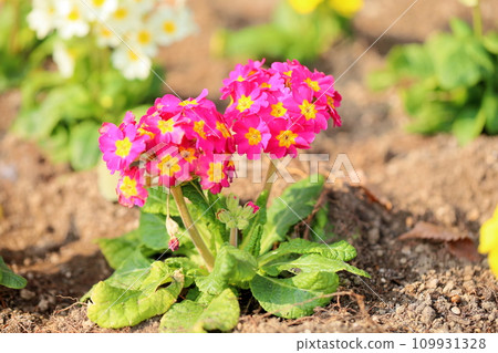 Primula's flower Primula's flower 109931328