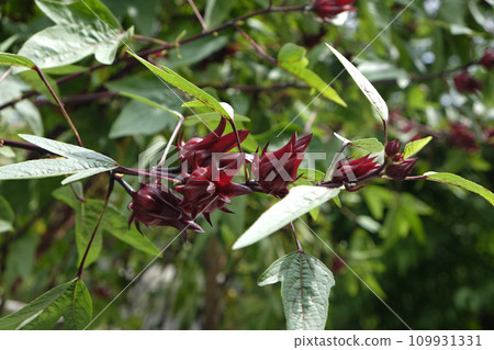 Roselle fruit in garden healthy food Roselle fruit in garden healthy food 109931331