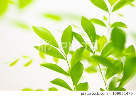 絲綢茉莉花綠葉 109931476