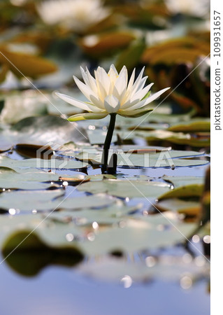 Water lily flower floating on the surface of the water Water lily flower floating on the surface of the water 109931657