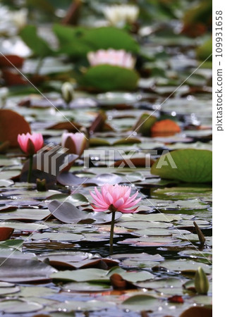 浮在水面上的睡蓮花 浮在水面上的睡蓮花 109931658