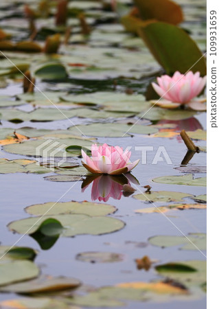 水面上反射的粉紅色睡蓮花 109931659