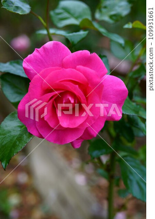 5731 Rose Manuu Meian 109931661