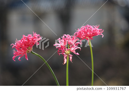 Diamond Lily Diamond Lily 109931767