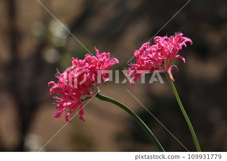 Diamond Lily Diamond Lily 109931779