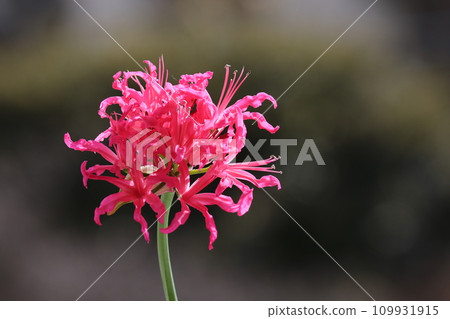 Diamond Lily Diamond Lily 109931915