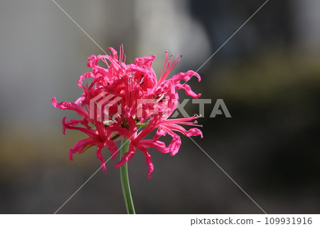 Diamond Lily 109931916