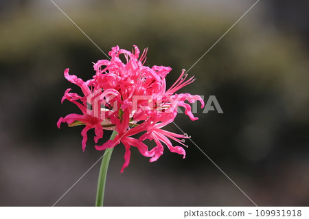 Diamond Lily 109931918