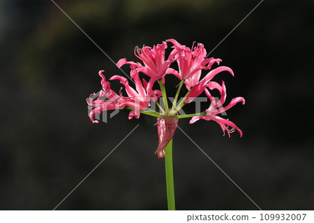 Diamond Lily Diamond Lily 109932007