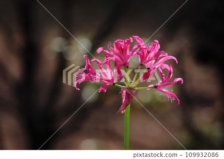 鑽石百合 109932086