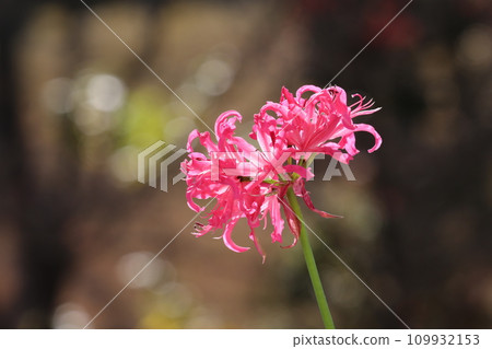 鑽石百合 109932153