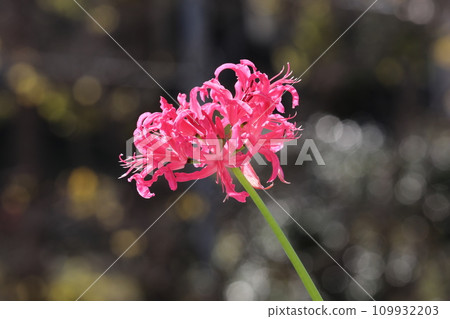 鑽石百合 鑽石百合 109932203