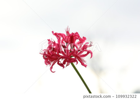 鑽石百合 鑽石百合 109932322