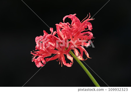 Diamond Lily Diamond Lily 109932323