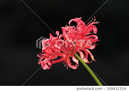 Diamond Lily Diamond Lily 109932324
