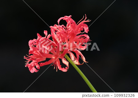 Diamond Lily Diamond Lily 109932326