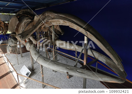 Tokyo University of Marine Science and Technology Whale Gallery 109932421