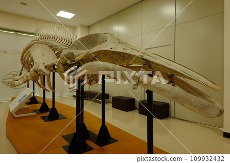 Tokyo University of Marine Science and Technology Marine Science Museum Tokyo University of Marine Science and Technology Marine Science Museum 109932432