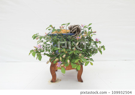 a Bonsai pine tree against a white wall 109932504