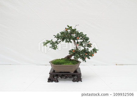 a Bonsai pine tree against a white wall a Bonsai pine tree against a white wall 109932506