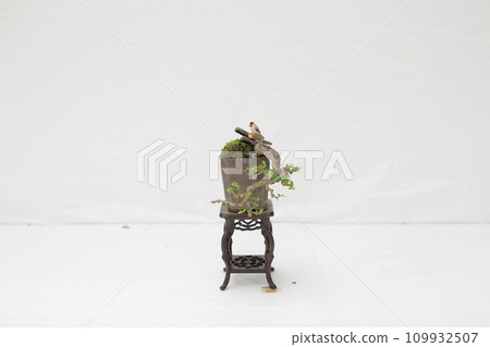 a Bonsai pine tree against a white wall a Bonsai pine tree against a white wall 109932507