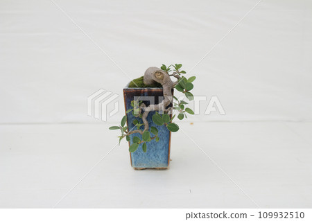 a Bonsai pine tree against a white wall a Bonsai pine tree against a white wall 109932510