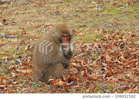 Wild Japanese macaques in Karasukawa Valley Wild Japanese macaques in Karasukawa Valley 109932582
