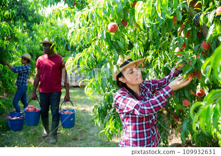 Woman harvesting ripe peaches in his orchard on sunny day 109932631