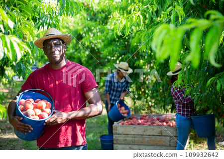 Happy african american farmer with bucket of peaches in the orchard Happy african american farmer with bucket of peaches in the orchard 109932642