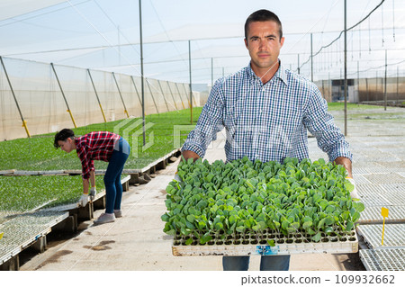 Man farmer puts cassette with seedlings of seedlings in row 109932662