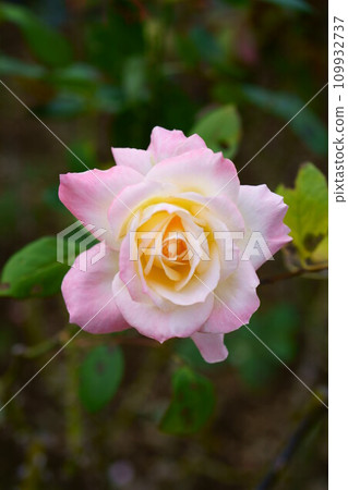 5745 Rose Elegant Lady 5745 Rose Elegant Lady 109932737