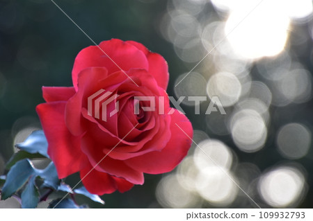 A red rose A red rose 109932793