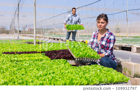 Woman gardener placing seedling tray in hothouse 109932797