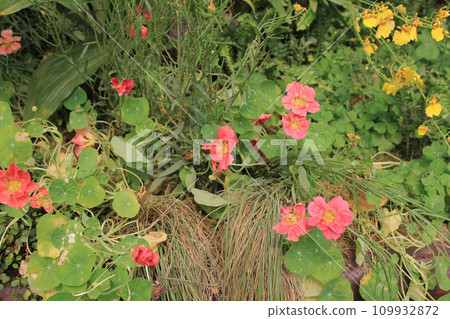 the landscape of garden at flower show 109932872