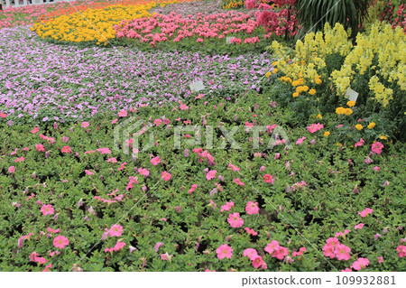 the Viola tricolor, the flower show at hong kong the Viola tricolor, the flower show at hong kong 109932881