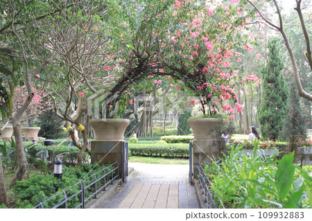 a Bougainvillea spectabilis, the landscape of hong kong 109932883