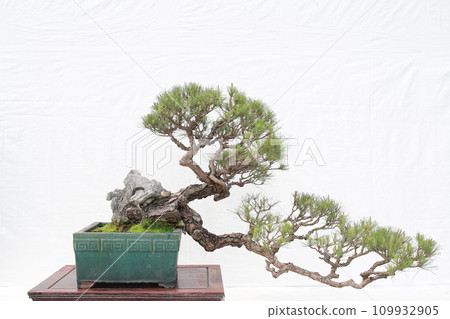 a Bonsai pine tree against a white wall a Bonsai pine tree against a white wall 109932905
