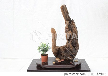 a Bonsai pine tree against a white wall a Bonsai pine tree against a white wall 109932906