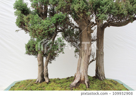 a Bonsai pine tree against a white wall 109932908