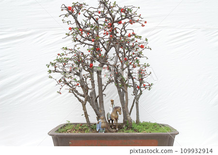 Bonsai pine tree against a white wall Bonsai pine tree against a white wall 109932914