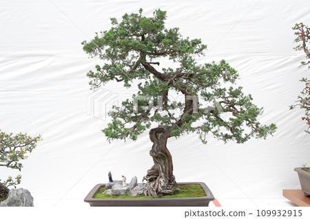 Bonsai pine tree against a white wall Bonsai pine tree against a white wall 109932915