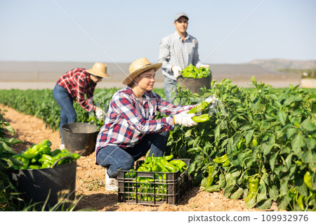 Woman picking green pepper on field Woman picking green pepper on field 109932976