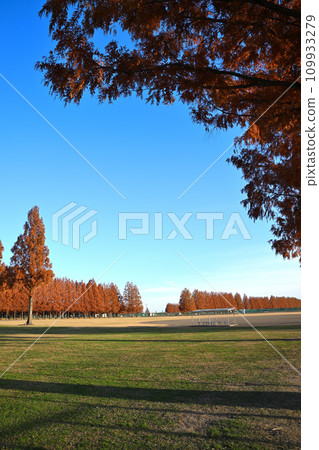 初冬的場景 大宮健康保險場 埼玉市 109933279