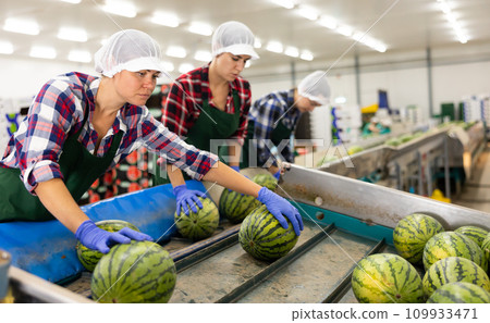 Woman working on watermelons sorting line in fruit warehouse Woman working on watermelons sorting line in fruit warehouse 109933471