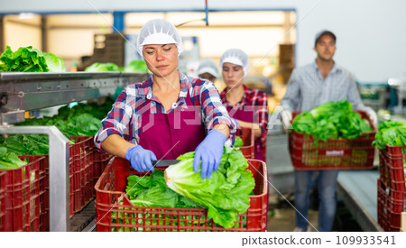 Woman sorting fresh lettuce in vegetable factory 109933541